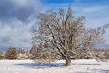 Winter Tree_32509